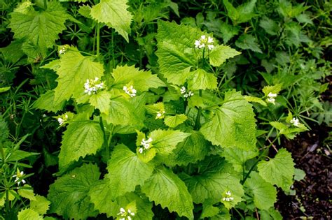 Garlic Mustard Weeds How To Control Garlic Mustard Plants Garlic Mustard Weeds How To Control Garlic Mustard Plants
