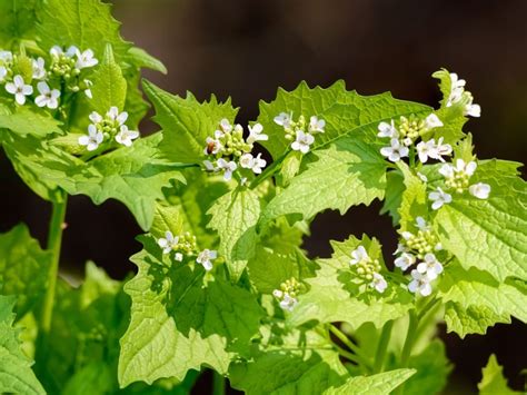 Garlic Weed Control