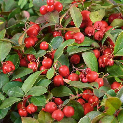 Gaultheria Salal Plant Guide