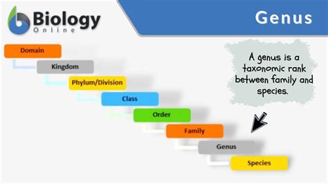Genus Definition And Examples Biology Online Dictionary Genus Definition And Examples Biology Online Dictionary