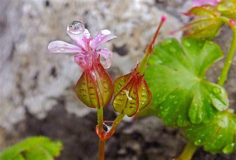 Geranium Lucidum Geraniaceae Image 141505 At Phytoimages Siu Edu Geranium Lucidum Geraniaceae Image 141505 At Phytoimages Siu Edu