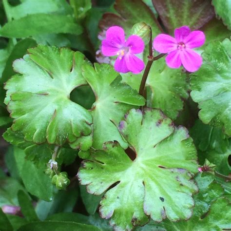 Geranium Lucidum Plant Care Guide
