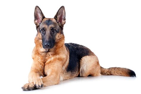 German Shepherd Dog Health Problems German Shepherds Are A Popular And German Shepherd Dog Health Problems German Shepherds Are A Popular And