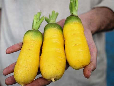 Golden Carrot Health
