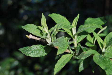 Green Leaves From The Butterfly Bush Buddleja Davidii Stock Photo Green Leaves From The Butterfly Bush Buddleja Davidii Stock Photo
