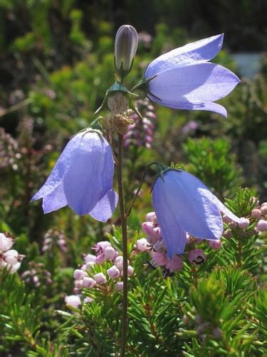 Harebell Rare In South West England Wildlife Insight Harebell Rare In South West England Wildlife Insight