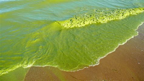 Harmful Algal Blooms What You Need To Know Harmful Algal Blooms What You Need To Know