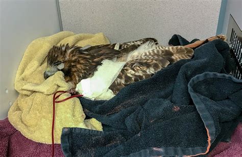 5 Ways Hawk Pesticide