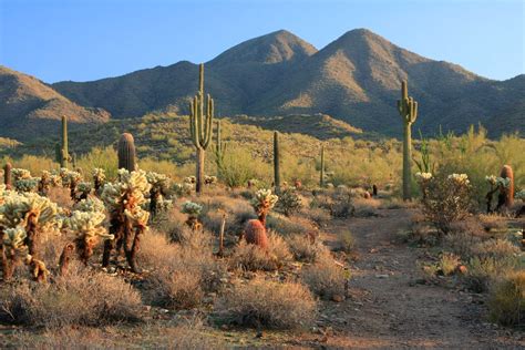 Health Healing Desert