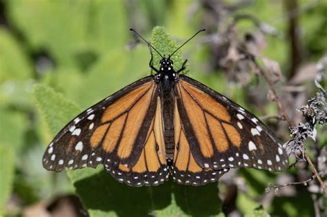 Helping California S Monarch Butterflies An Update Helping California S Monarch Butterflies An Update