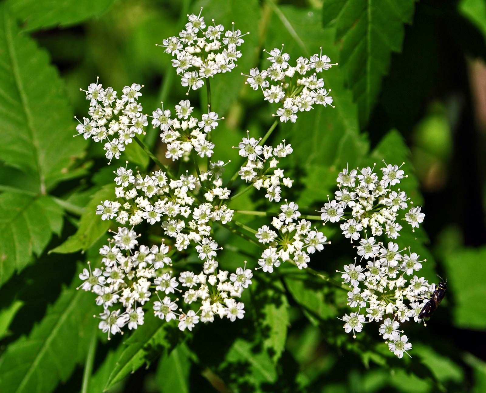 Hemlock Manfaat Efek Samping Dan Tips Penggunaan Idn Medis Hemlock Manfaat Efek Samping Dan Tips Penggunaan Idn Medis