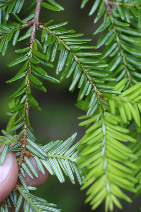 5 Hemlock Photo Tips