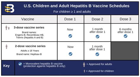 Hepatitis B Vaccination Schedule