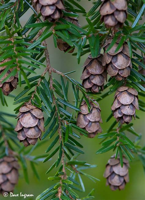 Here S To Hemlocks Here S To Hemlocks