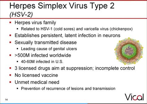 5 Herpes Vaccine Facts