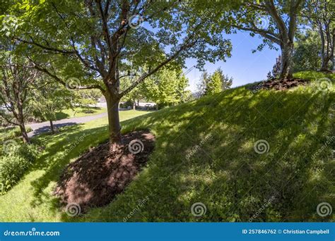 5 Hillside Tree Tips