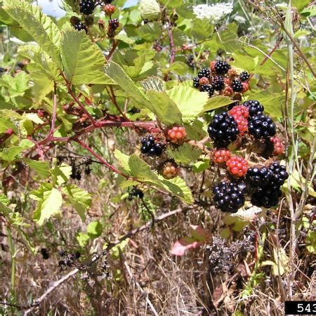 Himalayan Blackberry Solvepest Himalayan Blackberry Solvepest