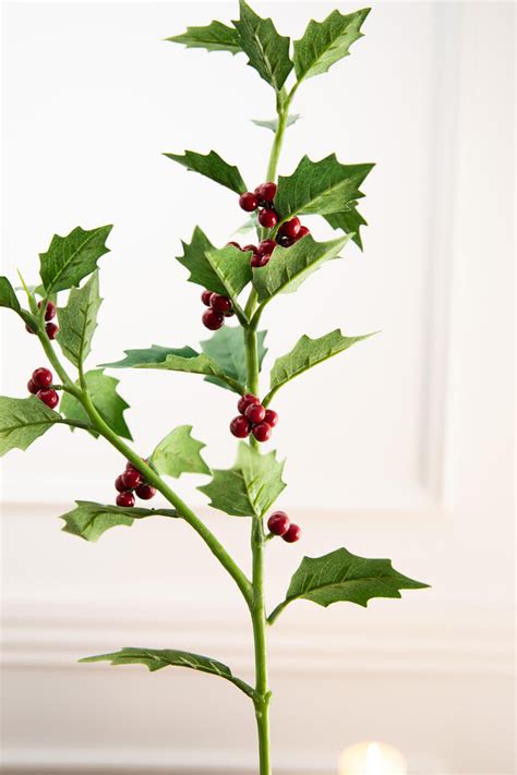 5 Holly Stem Uses