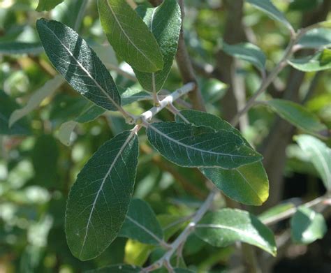 5 Hooker Willow Facts
