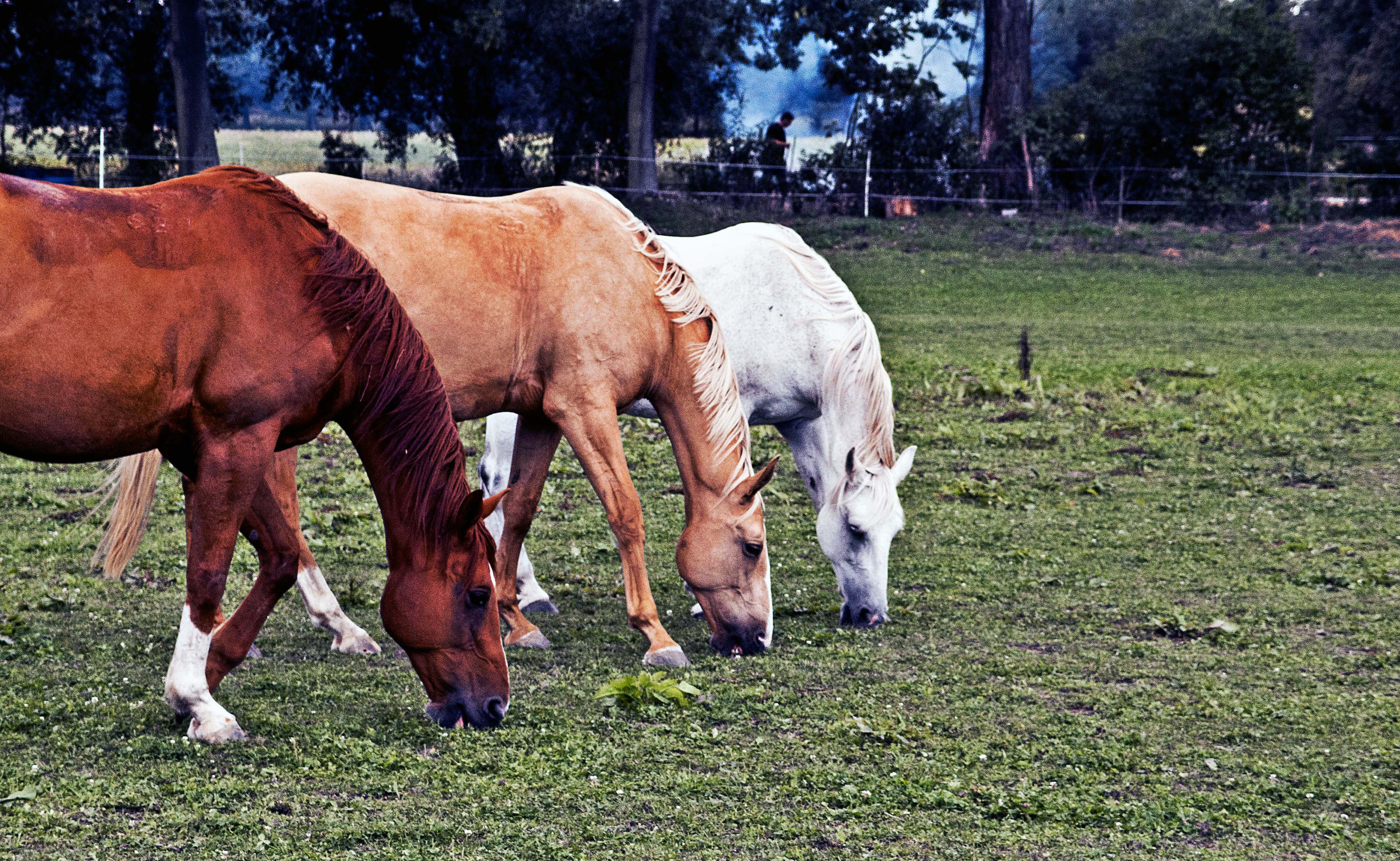 Horses For Sale In Colorado