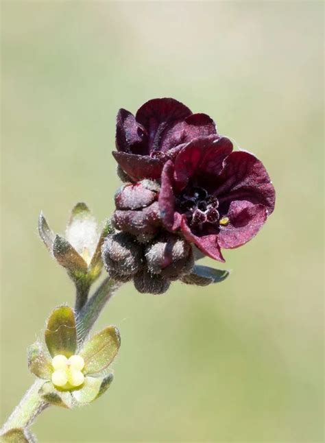 Houndstongue Plant Care Growing Basics Water Light Soil Houndstongue Plant Care Growing Basics Water Light Soil