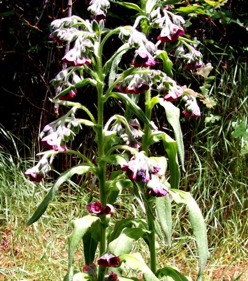 5 Houndstongue Plant Facts