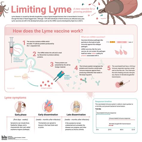 How Does The Lyme Vaccine Work Square Biorender Science Templates How Does The Lyme Vaccine Work Square Biorender Science Templates