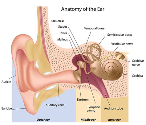 How Hearing Works Advanced Audiology Care How Hearing Works Advanced Audiology Care