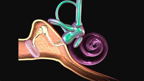 How Hearing Works Process Of Hearing In Human Ear Animation How Hearing Works Process Of Hearing In Human Ear Animation