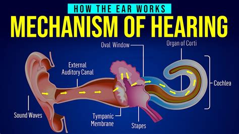 How Hearing Works Youtube How Hearing Works Youtube