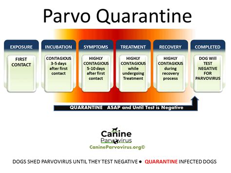 How Long To Isolate A Dog With Parvo Canine Parvovirus
