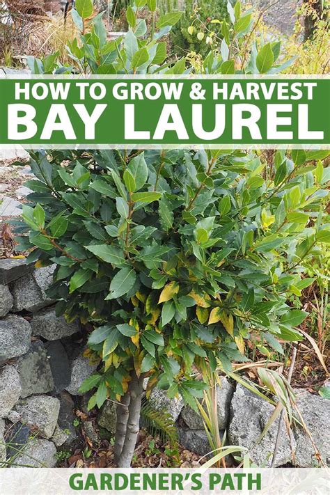 How To Grow And Care For Bay Laurel How To Grow And Care For Bay Laurel