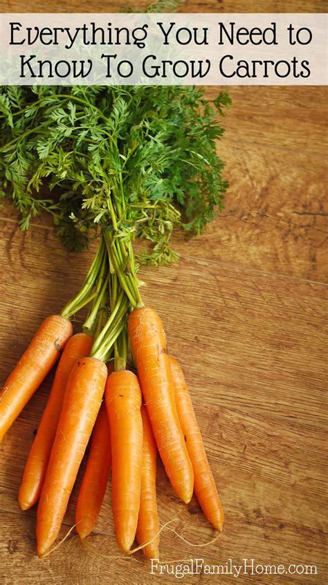 How To Grow Carrots A Backyard Gardening Guide How To Grow Carrots A Backyard Gardening Guide
