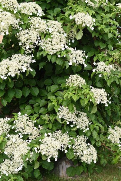 How To Grow Climbing Hydrangea Evergreen Plant Care Tips How To Grow Climbing Hydrangea Evergreen Plant Care Tips