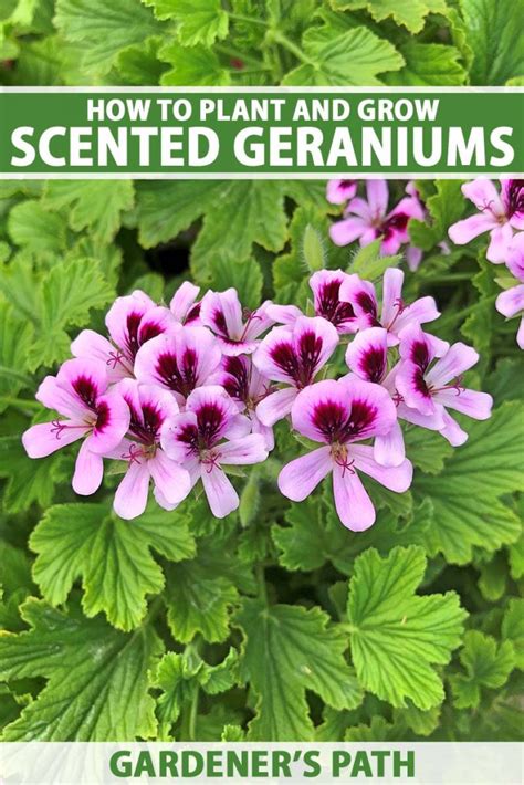 How To Plant Grow And Care For Scented Geraniums How To Plant Grow And Care For Scented Geraniums
