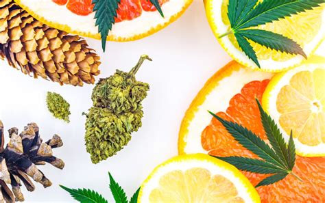How To Read Terpene Lab Results Thrive Dispensary How To Read Terpene Lab Results Thrive Dispensary