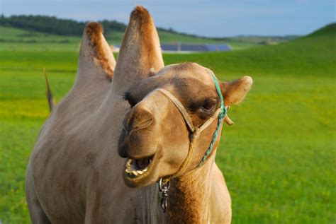 5 Hump Dating Tips