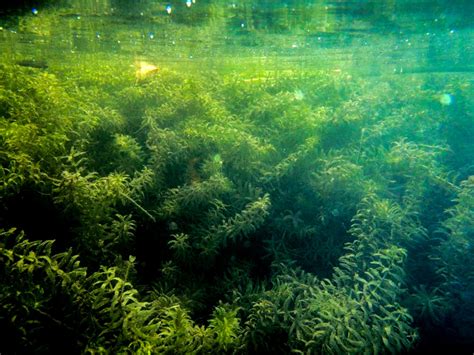Hydrilla Lake Information
