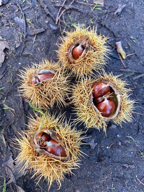Identify Chestnuts Easily
