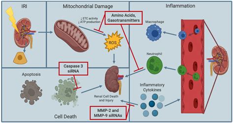 Ijms Free Full Text The Optimization Of Renal Graft Preservation Ijms Free Full Text The Optimization Of Renal Graft Preservation