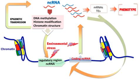 Ijms Free Full Text The Role Of Genetics In The Development And Ijms Free Full Text The Role Of Genetics In The Development And