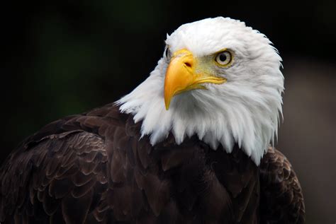 Image Of An Eagle