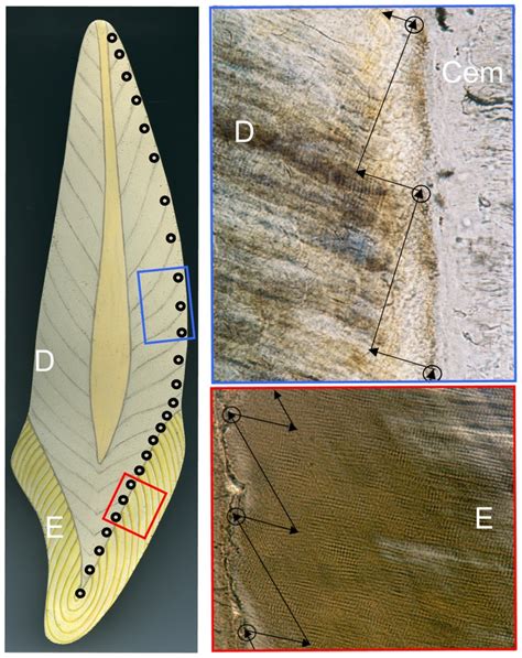 Incremental Markings In Enamel And Dentine What They Can Tell Us About Incremental Markings In Enamel And Dentine What They Can Tell Us About