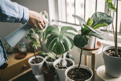 Indoor Plants With Flowers Low Light Back Gardener Indoor Plants With Flowers Low Light Back Gardener