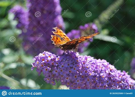 Inflorescence Of A Butterfly Bush Buddleja Davidii With A Butterfly Inflorescence Of A Butterfly Bush Buddleja Davidii With A Butterfly