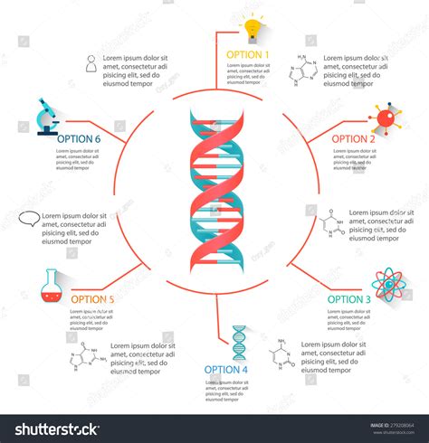 Infographic How Dna Works Coronaforo