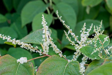 Information You Need To Know About Japanese Knotweed Information You Need To Know About Japanese Knotweed