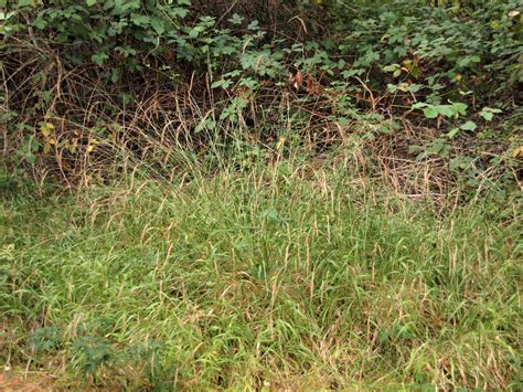 Invasive False Brome Grass Is Spreading But Oregon S Insects Are Invasive False Brome Grass Is Spreading But Oregon S Insects Are