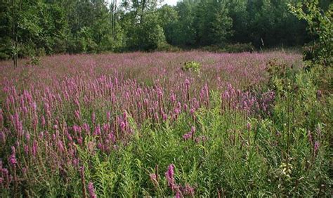 Invasive Species In Virginia Invasive Species In Virginia