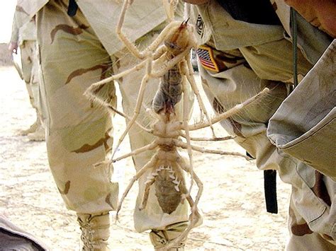 Iraq Massive Spider